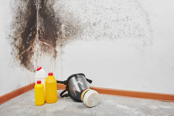 Best Mold Remediation for Schools in Timberville, VA