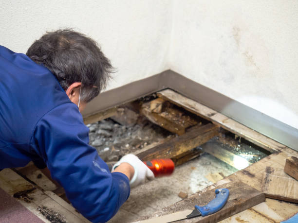 Best HVAC Mold Remediation in Timberville, VA