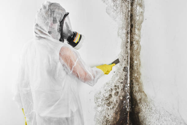 Best Commercial Mold Remediation in Timberville, VA