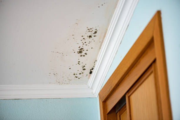 Best Mold Testing and Inspection Services in Timberville, VA
