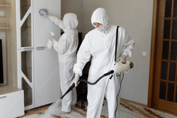 Best DIY Mold Remediation Support Services in Timberville, VA
