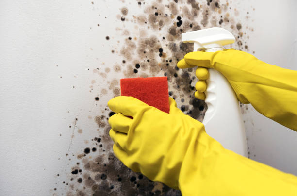 Best Health and Safety Mold Remediation in Timberville, VA