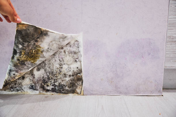 Best Black Mold Remediation in Timberville, VA